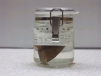 藏品(金鰭鼓氣鱗魨)的圖片